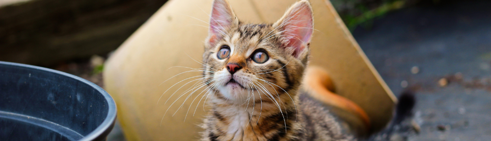 Dílna u dvou koček